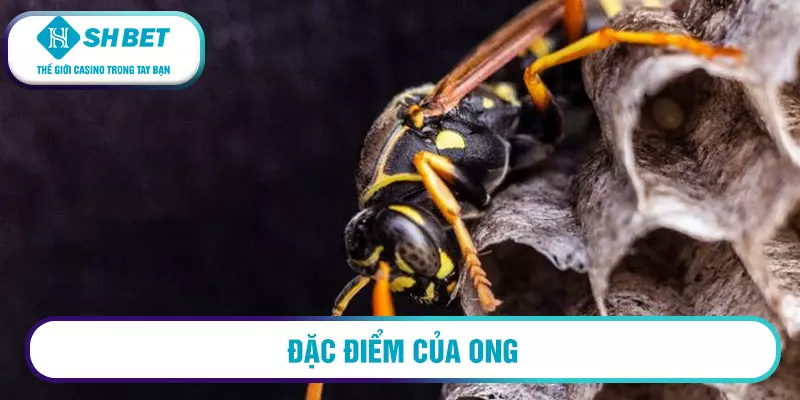 Đặc điểm của ong